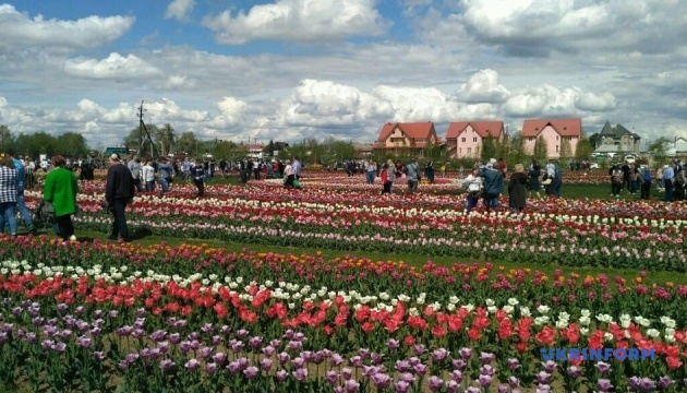 На Буковині стартував фестиваль тюльпанів