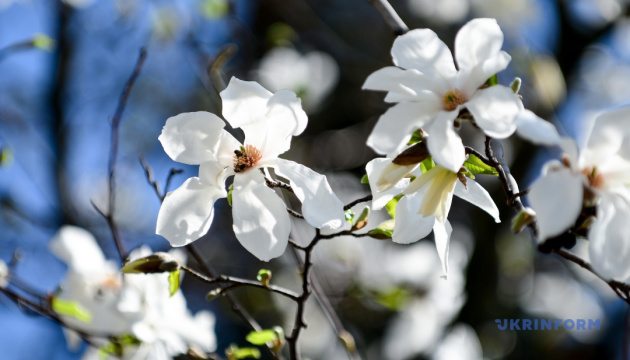 В Ужгороді запускають громадську ініціативу «Місто тисячі магнолій»