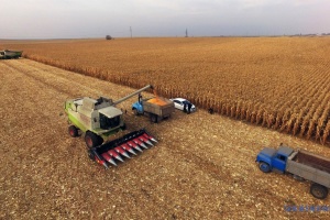 Vinnytsia region’s farmers harvest 70% of grains and legumes 