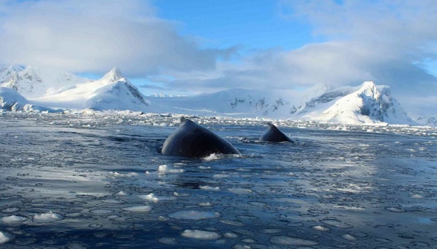 Морські «заповідники» в Антарктиді: до проєкту ЄС може долучитися Україна