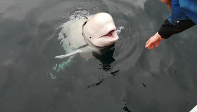 У Норвегії білуха повернула смартфон, який впав у воду