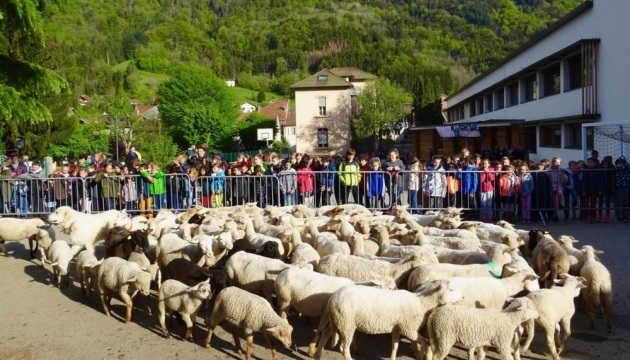 У Франції до школи зарахували 15 овець