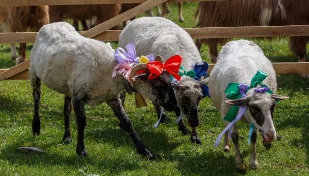На Закарпатті провели перегони та конкурс краси серед овець