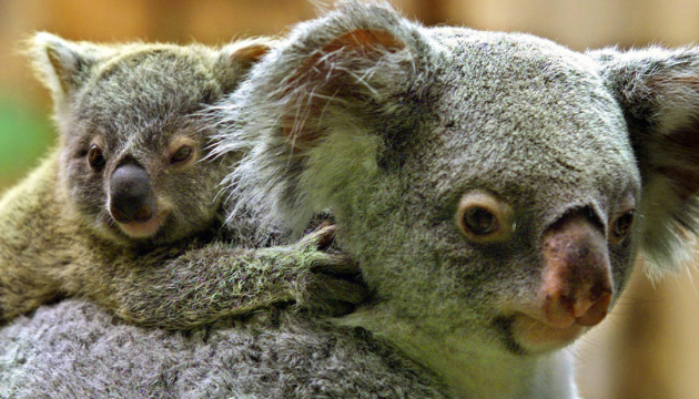 В Австралії через пожежі могли загинути тисячі коал