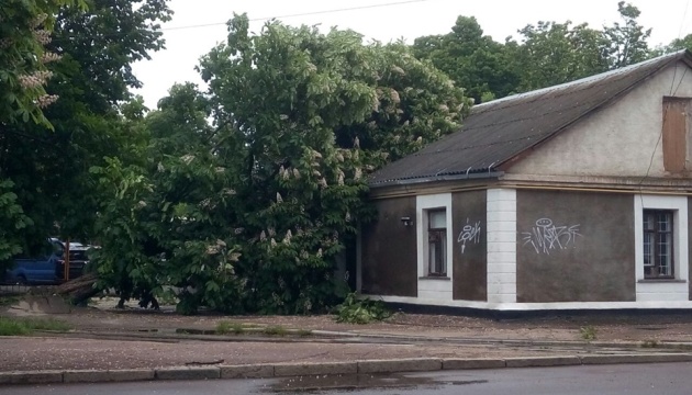 На Житомирщині негода повалила дерева та затопила вулиці