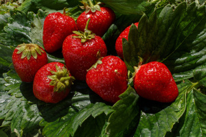 Аграрії Дніпропетровщини отримають по $3000 на розвиток виробництва овочів та ягід