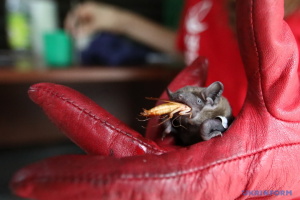 Batman dans le creux de la main