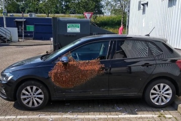 У Нідерландах бджоли заблокували автомобіль