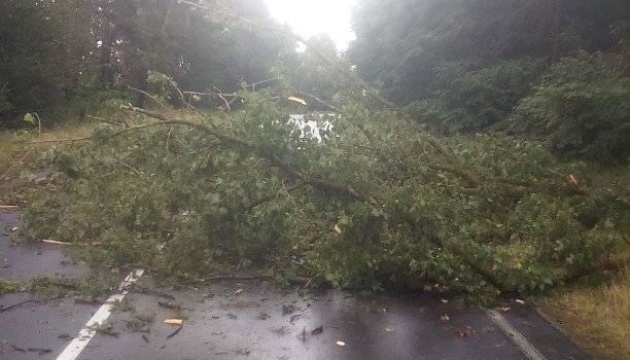 На Чернігівщині буревій повалив дерева 