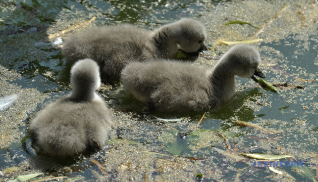 На озері біля вінницького парку народилися лебедята 