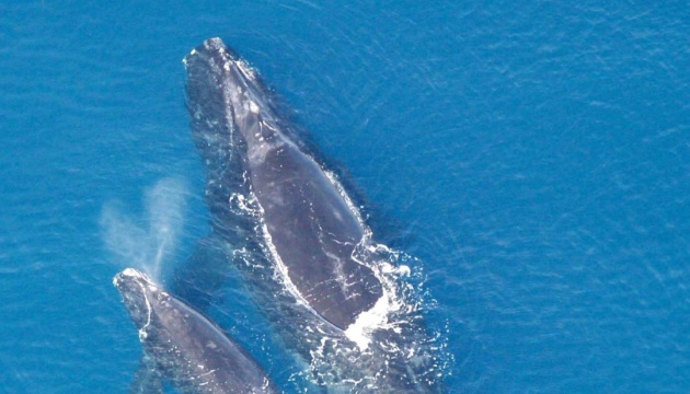 19 février : La journée internationale de la baleine