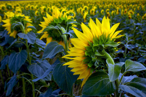 На Запоріжжі через погодні умови значно знизилась врожайність соняшнику