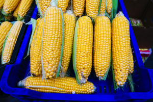 In der Ukraine Rückgang der Aussaat von Mais um 20 Prozent prognostiziert