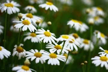 На вихідні Україні прогнозують «комфортний» антициклон
