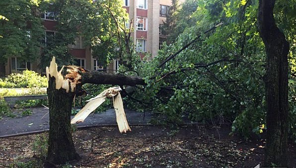 Schweres Unwetter in Krywyj Rih: Hunderte Bäume umgestürzt - Fotos