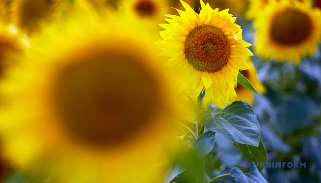 В Україні знизилися ціни на соняшник через збільшення пропозиції