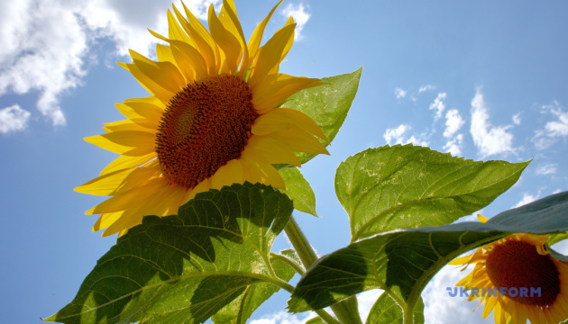 Україна за шість місяців експортувала рекордний обсяг насіння соняшника