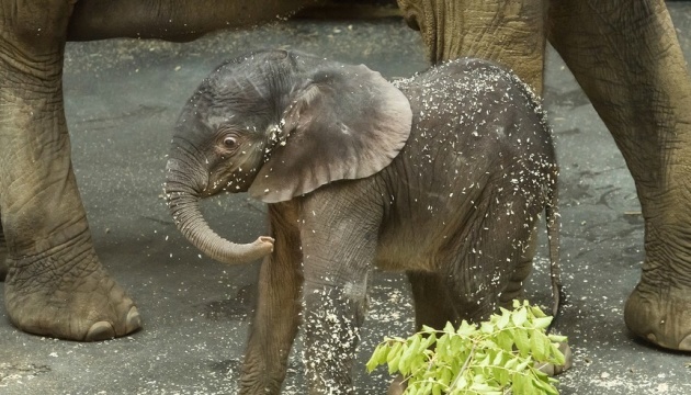 У зоопарку Відня народилося слоненя