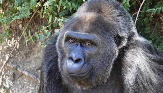 Померла найстаріша горила, яка проживала в неволі