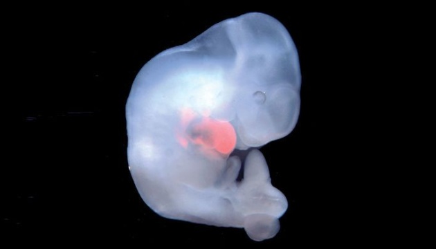 В Японії дозволили вирощувати ембріони тварин з людськими клітинами
