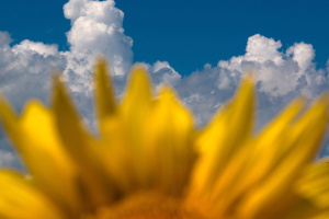 Over 83% of sunflower harvest completed in Donetsk region