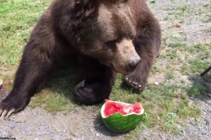 イヴァノ=フランキウシク州自然公園の熊たち、ヘルソン産スイカを堪能