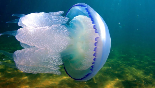 Экологи объяснили, почему Азовское море заполонили медузы