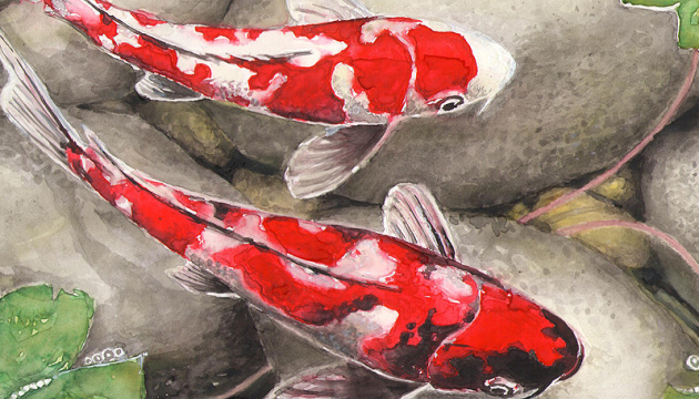 露拘束のスシチェンコ記者、日本の鯉の絵を制作