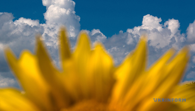 На Вінниччині врожайність соняшнику перевищує минулорічну