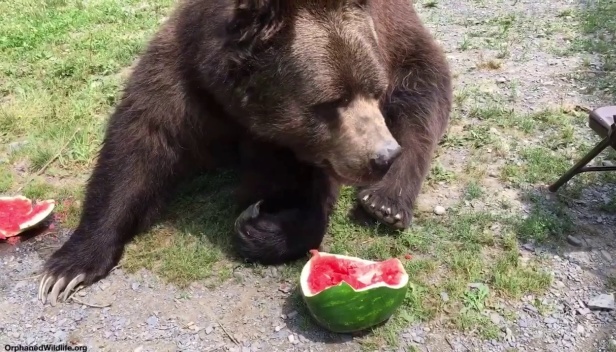 イヴァノ＝フランキウシク州自然公園の熊たち、ヘルソン産スイカを堪能