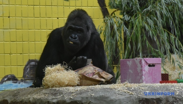 У Київському зоопарку відсвяткували 45-річчя горили Тоні