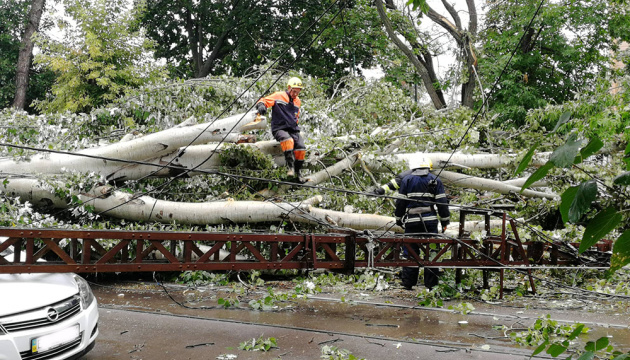 У Миколаєві буревій повалив 35 дерев