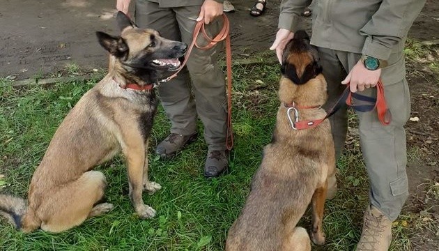 У Львові нагородили собак, які служили разом із господарями на Донбасі