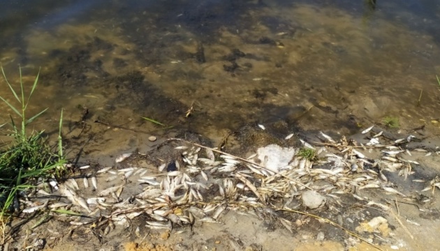 В реке Кальмиус в Донецке массово гибнет рыба