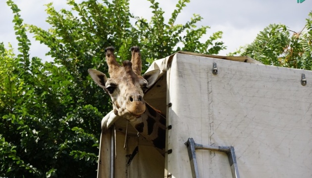 До Миколаївського зоопарку привезли рідкісного жирафа 