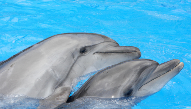 У Севастополі бізнесмен викинув у море дельфінів, вони приречені на загибель