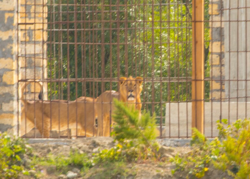 В Дунайский биосферный заповедник завезли прайд львов - экологи бьют тревогу (ФОТО) 1