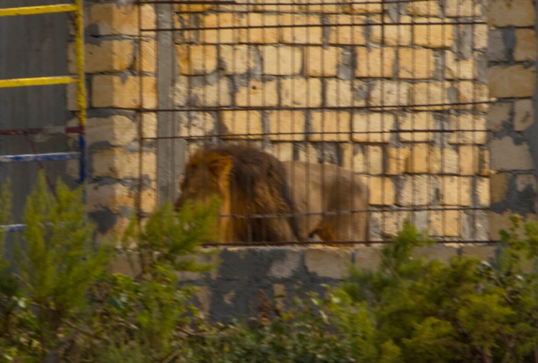 В Дунайский биосферный заповедник завезли прайд львов - экологи бьют тревогу (ФОТО) 5