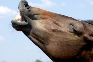 Фестиваль «Коні Бойківщини» на Прикарпатті викликав обурення зоозахисників