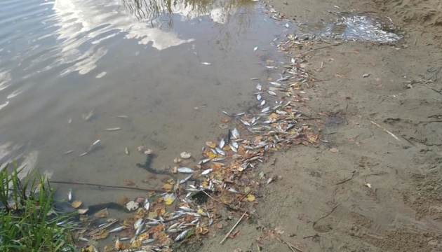 У річці під Житомиром виявили масову загибель риби