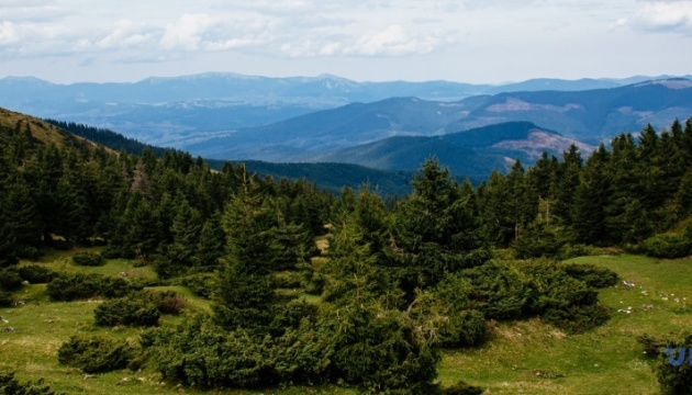 Старовікові хвойні ліси Карпат пропонують внести до спадщини ЮНЕСКО