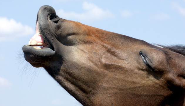 Фестиваль «Коні Бойківщини» на Прикарпатті викликав обурення зоозахисників