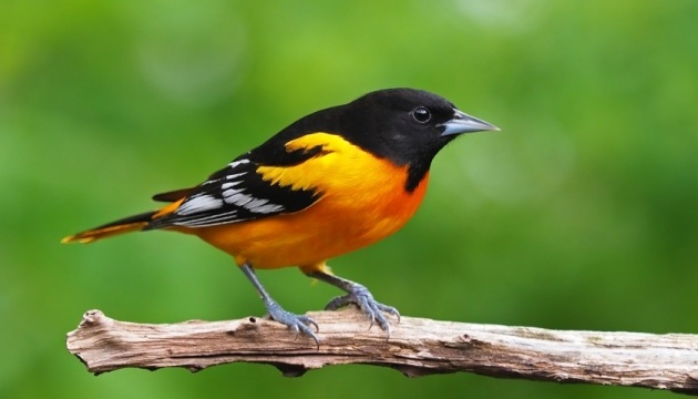 У Північній Америці за 50 років вимерли три мільярди птахів 