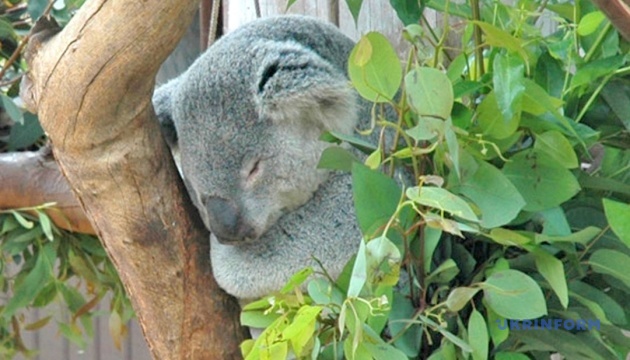 Австралійський зоопарк пропонує провести ніч серед коал
