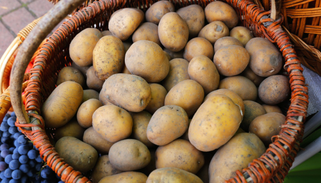 Ціни на картоплю в Україні не зростатимуть - експерт