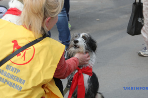 Campagne «L’Heure de la bonté»: à Kharkiv, à la recherche d'une maison pour les chiens d’un refuge