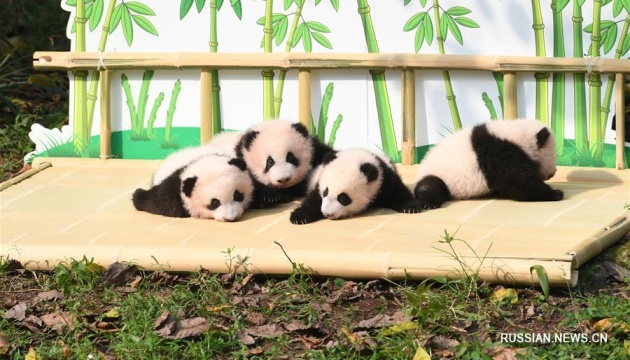 У Китаї чотирьох дитинчат великої панди вперше вивели на 