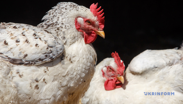 Уряд планує до кінця року домовитися про експорт курятини до Китаю