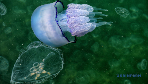 Акваторію Одеського морського порту заполонили медузи 