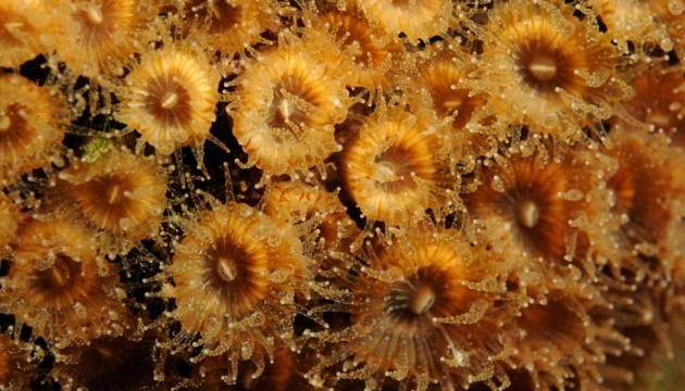 Біологи виявили воскреслі колонії коралів у Середземному морі